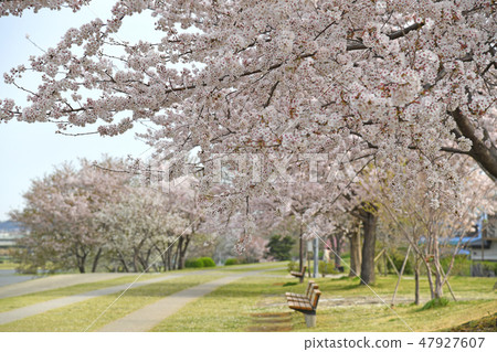 神奈川縣海老名市相模三河公園的櫻花 47927607