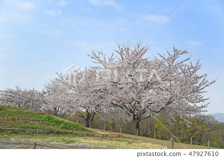 神奈川縣海老名市相模三河公園的櫻花 47927610