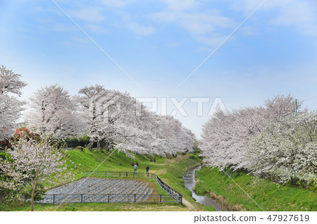 Cherry blossoms at Sagami Mikawa Park, Ebina City, Kanagawa Prefecture 47927619