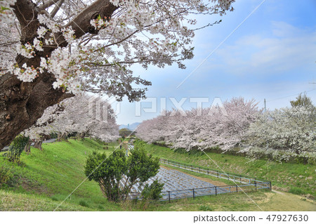 神奈川縣海老名市相模三河公園的櫻花 47927630