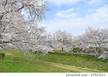 神奈川縣海老名市相模三河公園的櫻花 47927631