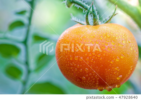 Big Tomato and drops of water in organic farms. 47928640
