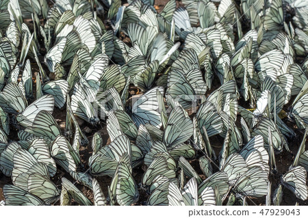 Large flock of Aporia crataegi the black-veined white family Pieridae on the ground. Invasion pest Large flock of Aporia crataegi the black-veined white family Pieridae on the ground. Invasion pest 47929043