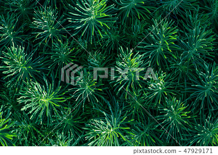 Green decorative plant grass, background, texture. Euphorbia cyparissias ornamental perennial in 47929171