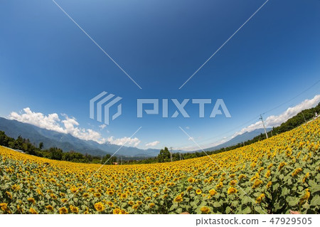 向日葵和南阿爾卑斯山和Yatsugatake 向日葵和南阿爾卑斯山和Yatsugatake 47929505