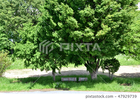 Tama River riverbed · tree shade bench 47929739