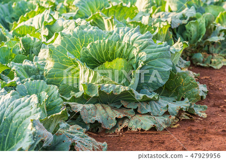 big cabbage in farm 47929956