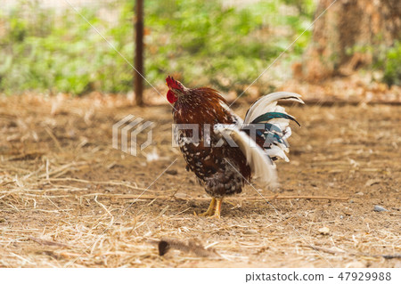 chicken resting in a farm 47929988