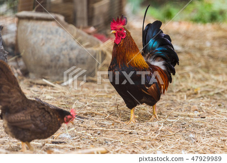 chicken resting in a farm 47929989