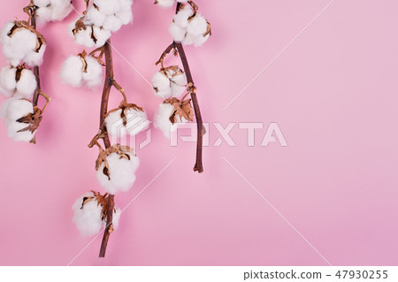 Flat lay of feminine light rose background with branch of cotton flower. Can be greeting card and Flat lay of feminine light rose background with branch of cotton flower. Can be greeting card and 47930255