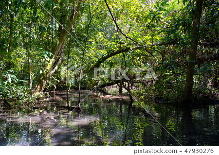 travel mangrove forest by rowboat 47930276