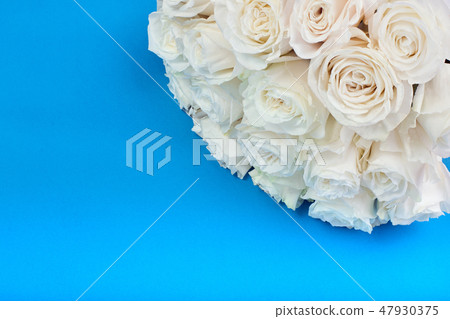 White rose on blue background. Greeting card and design element. Top view, copy space 47930375