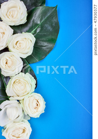 White rose with green leaves on blue background. Greeting card and design element. Top view, copy White rose with green leaves on blue background. Greeting card and design element. Top view, copy 47930377