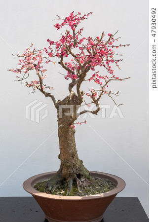 Red plum bonsai tree againt white wall Red plum bonsai tree againt white wall 47930492