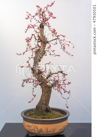 Red plum bonsai tree againt white wall 47930501