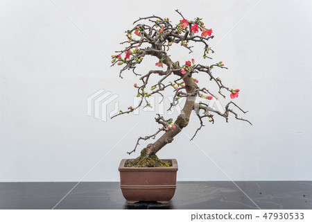 Chaenomeles bonsai tree againt white wall 47930533