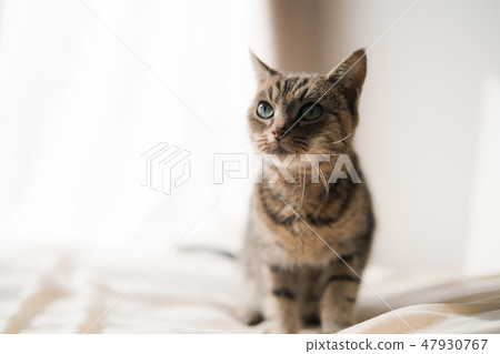 A warm cat 47930767