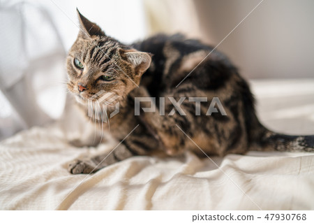 癢貓 癢貓 47930768