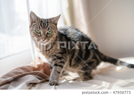 A warm cat 47930773