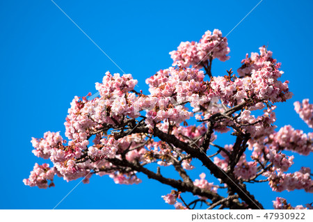 Atami cherry tree 47930922