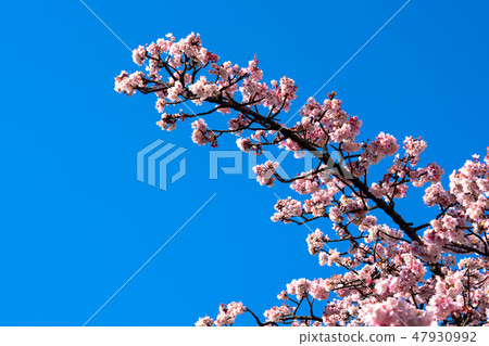 Atami cherry tree 47930992