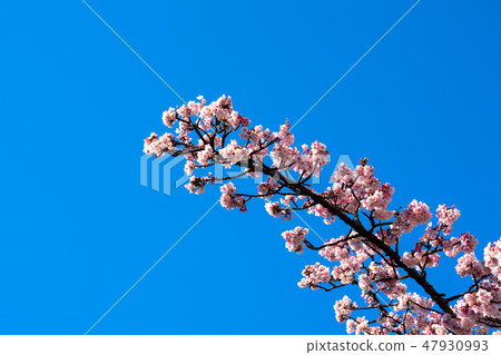 Atami cherry tree 47930993