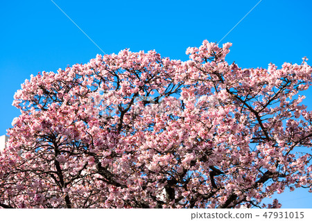 Atami cherry tree 47931015