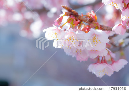 Atami cherry tree 47931038