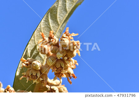 Loquat after the flower (February) 47931796