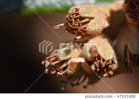 花後枇杷（二月） 47931800