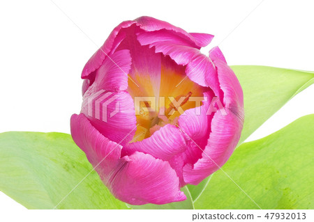 Tulip (depth synthesis) 47932013