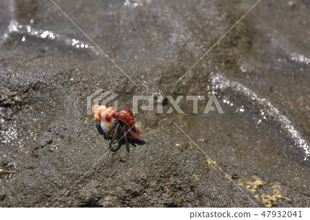 桃園觀新藻礁生態系野生動物保護區貝殼 47932041