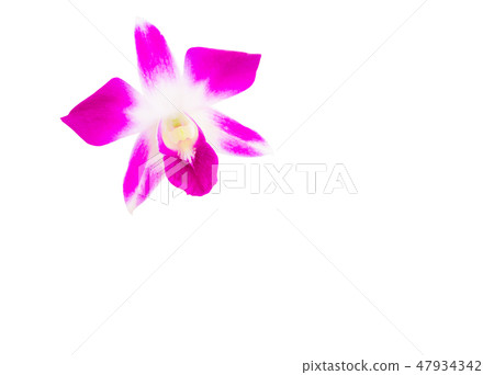purple orchid flower beautiful isolated on white purple orchid flower beautiful isolated on white 47934342