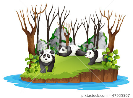 Panda in wild forest Panda in wild forest 47935507