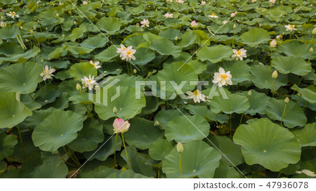 Aerial view of flowering lotuses on the lake 47936078