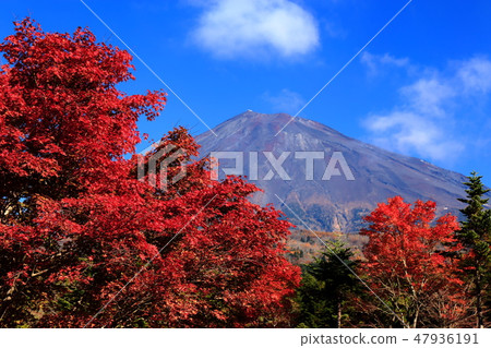 世界遺產富士山秋天Kiyonobu Nishi Usuka Shizuoka 47936191