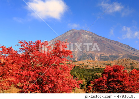 世界遺產富士山秋天Kiyonobu Nishi Usuka Shizuoka 47936193