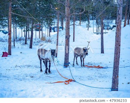 The reindeer of Norway The reindeer of Norway 47936233