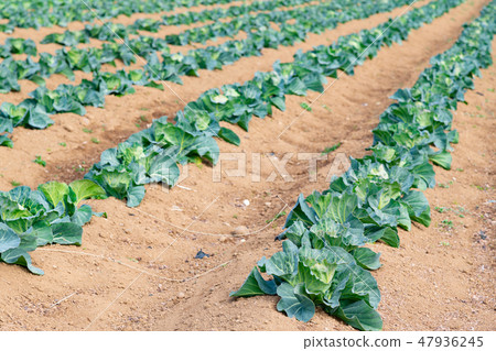 Cabbage field Cabbage field 47936245