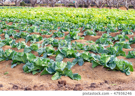 Cabbage field 47936246