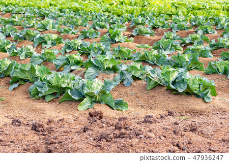 Cabbage field Cabbage field 47936247