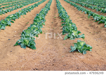 Cabbage field Cabbage field 47936249