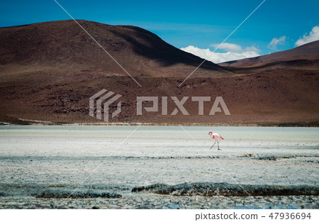 Flamingo in the lake 47936694