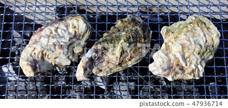Char-grilled oysters, oysters, oysters _ charcoal Char-grilled oysters, oysters, oysters _ charcoal 47936714