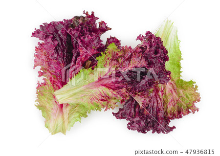 fresh red coral salad or lettuce isolated on the white background. Top view. Flat lay fresh red coral salad or lettuce isolated on the white background. Top view. Flat lay 47936815