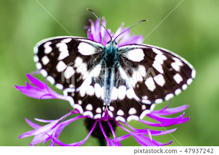 Melanargia galathea butterlfly Melanargia galathea butterlfly 47937242