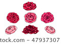 rose 47937307
