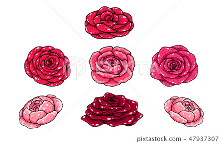 rose rose 47937307