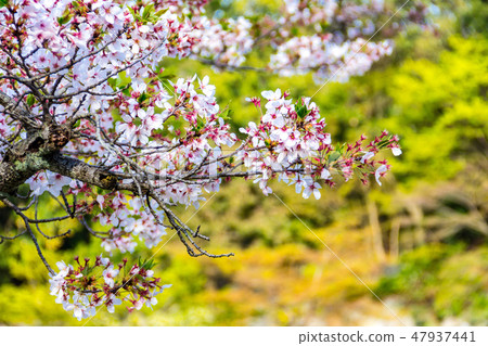 Cherry Blossom Cherry Blossom 47937441