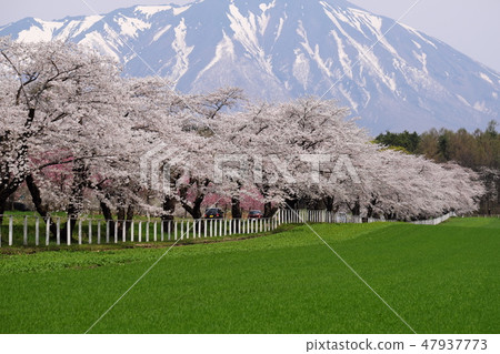 Koiwai farm in spring Spring cherry blossoms 47937773